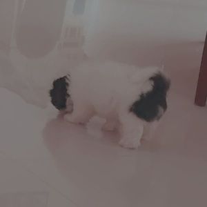 Meet your Posher, Luis